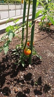 トマトが赤くなってきました<br>