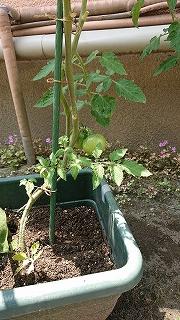 まだまだ青いトマト<br>